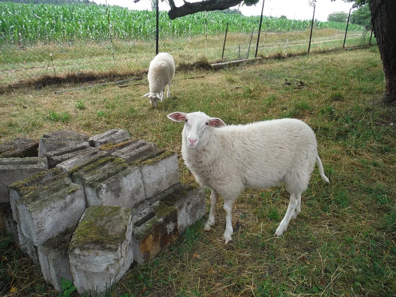 VF beránek do chovu